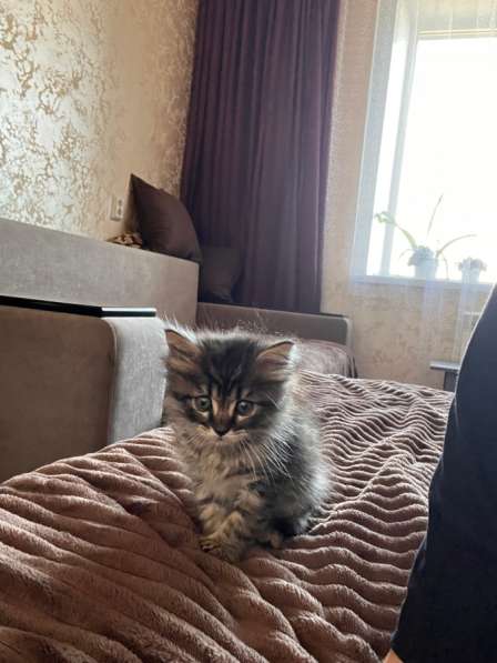 Котенок в Йошкар-Оле