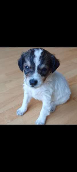 Щенки спанеэли без оплаты в Москве фото 3