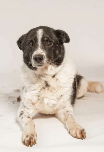 Веснушчатый пёс Микки в добрые руки в Москве фото 5