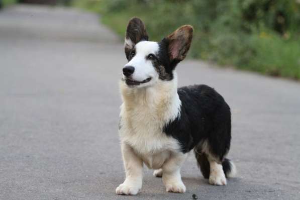 Вельш корги кардиган-мальчик в Москве