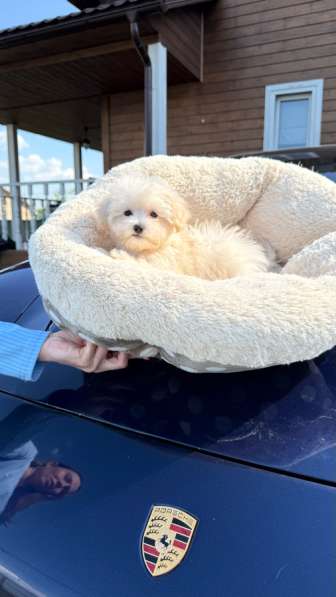 Мальтипу ф1 мини в Москве фото 3