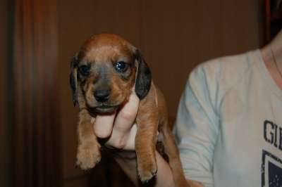 карликовая такса в Москве фото 3