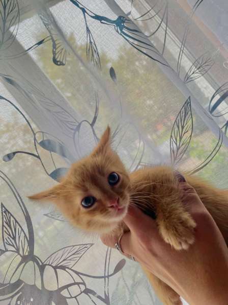 Котята в Луховицах фото 3