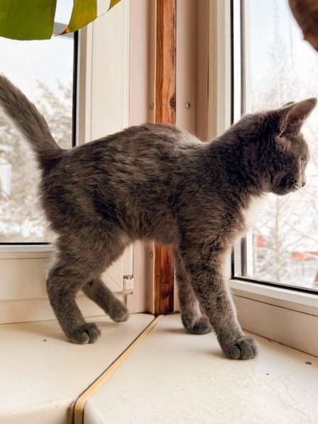 Отдам котенка срочно ! в Ногинске фото 4