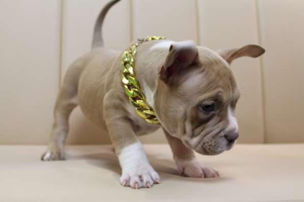 Шикарные щенки Американ Булли покет в фото 13