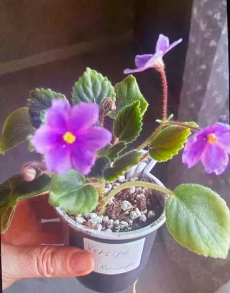 Сортовые фиалки в Майкопе фото 5