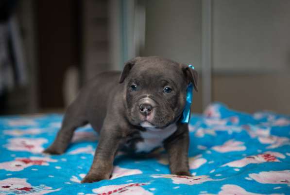 Американский Булли в Челябинске фото 6