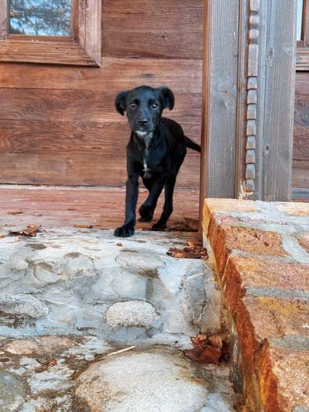 Два чудесных щеночка (девочки) ищут дом! в Москве