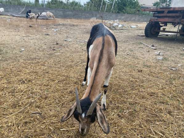 Козы в Баксане