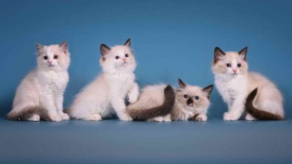 Ragdoll