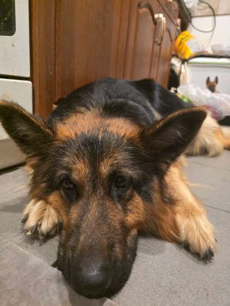 Щенки от мамы-овчарки в дар в Москве фото 10