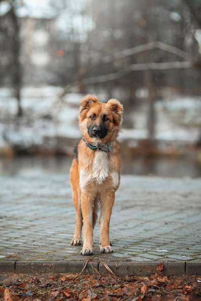 Малыш ищет семью! в Москве