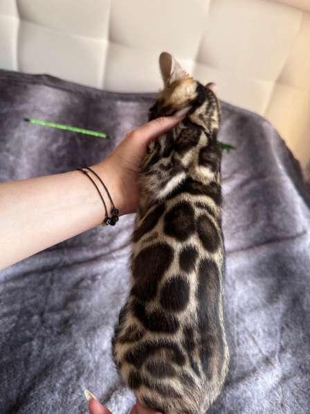 Бенгальские котята