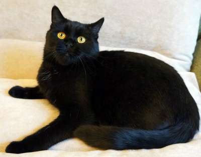 Отдам даром Кошка Мишель - почти британочка в Санкт-Петербурге фото 5