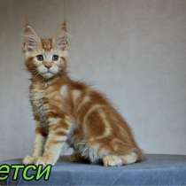 Maine Coon Red, в г.Таллин