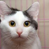 Зверски обаятельный котик Артур, в Москве