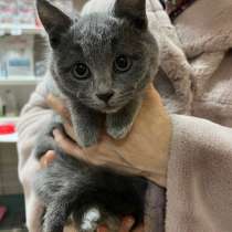 Ищут дом трое котят, в Москве