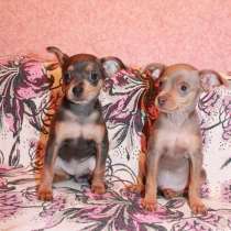 Той терьер Курган, в Кургане