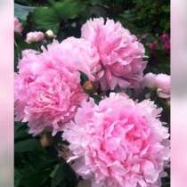 Личная коллекция пионов-гибриды травяни-ые, в Краснодаре