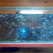 Продажа живца Плотва Карась, в Санкт-Петербурге