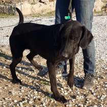 Блэр в добрые руки!, в Санкт-Петербурге