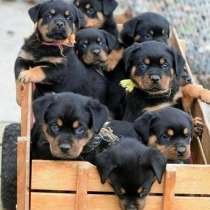 Ротвейлер Москва, в Москве