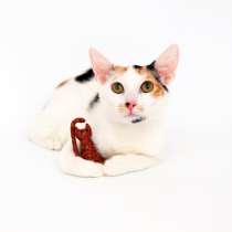 Трехцветное чудо Миннесота, в Москве