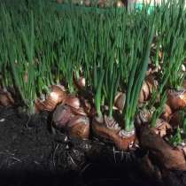 Продаю лук (перо), в Краснодаре