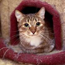 Кошечка Бразилия ждёт своего трепетного человека, в Москве