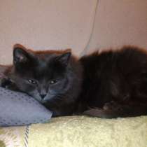 Отдам даром Пушистая кошка Маня, отдам в дар., в Санкт-Петербурге