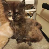 Выбирайте питомца королевской породы- мейкун, в Вологде