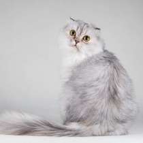 Хайленд фолд серебристая шиншилла Айси в добрые руки, в Москве