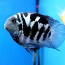 Циклид Сапфировый попугай (Голубая панда)!, в Екатеринбурге