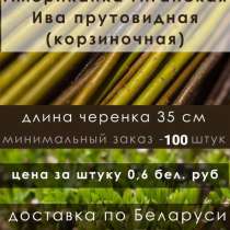 Продажа прутков ивы и черенков сортовой ивы, в г.Минск