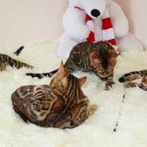 Бенгальские котята из питомника. Sale Bengal kittens! n 24, в г.Могилёв-Подольский
