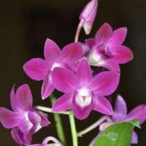 Продам орхидеи цветущие и не цветущие, в г.Запорожье