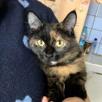 Очаровательная Леся – девочка с перчинкой!, в Москве