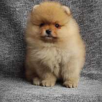 Рыженькая девочка породы померанский шпиц готова к переезду, в г.Варшава