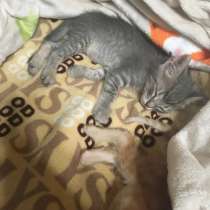 Отдам малыша в добрые руки т~т, в Ростове-на-Дону