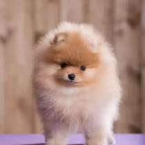 Куплю щенка породы шпиц. В Кирове! ДО 10.000руб, в Кирове