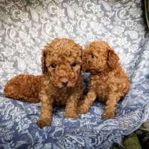 Щенки Той Пуделя Красные, в Москве