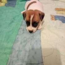 Щенки Джек Рассел терьер, в Санкт-Петербурге