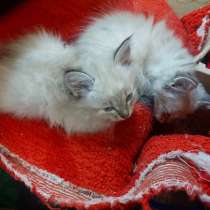 Невские маскарадные котята, в Севастополе