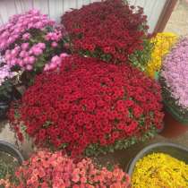 Хризантемы, в Хасавюрте