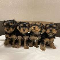 Щенки Йоркширского Терьера, в Нижнем Новгороде