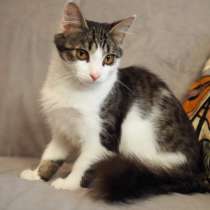 Луис — котёнок-компаньон ищет дом, в Москве