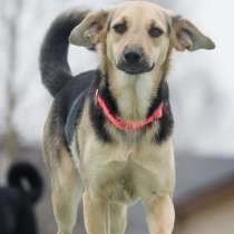 Небольшая забавная собачка Глори в дар, в Москве