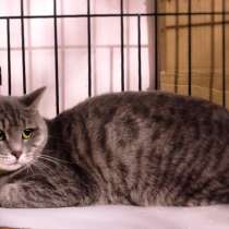 Кошечка Мэнди ищет дом, где ее примут как родную, в Москве