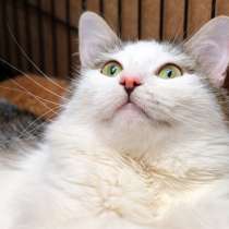 Верди мечтает, чтобы его оценили, в Москве