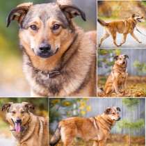 Собачка Луиса, в Павловском Посаде